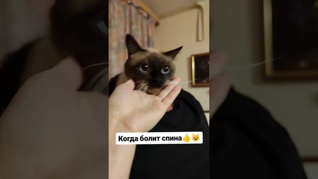 Когда болит спина 👍😺