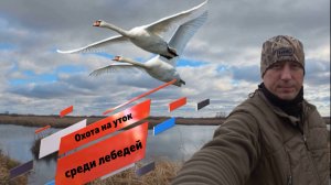 Охота на утку среди лебедей! Поздняя осень 2024