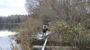 Очередной лосяш гуляет в Балашихи.