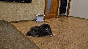 спой песенку