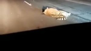 В Приморье рейсовый автобус сбил амурского тигра, который выбежал на дорогу.