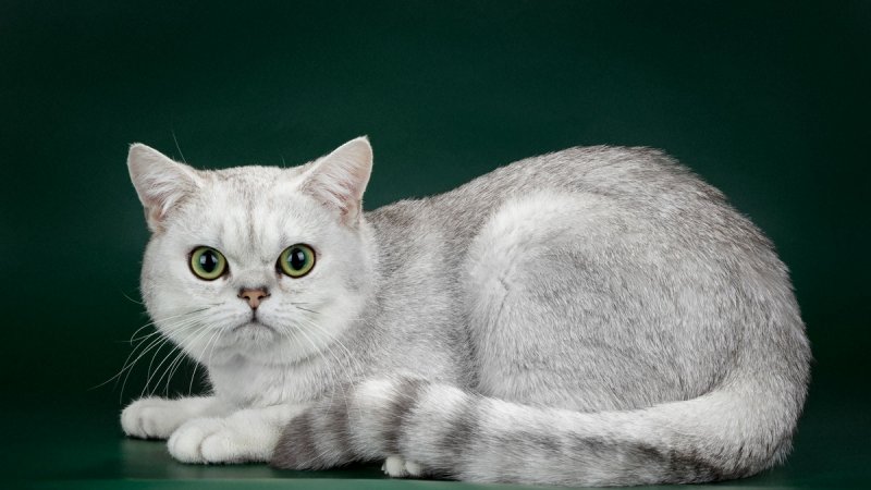 Котята Шотланские !!!