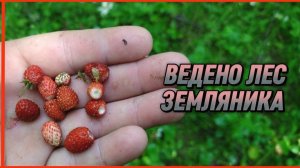 ВЕДЕНО ЛЕС ЗЕМЛЯНИКА