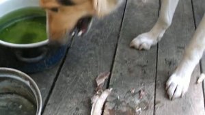 Собака ест говяжьи кости как печенье