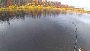 Осенняя сёмга на Кольском.