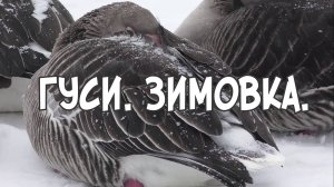 Гуси. Зимовка