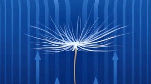 Одуванчик - рекордсмен по дальности полёта