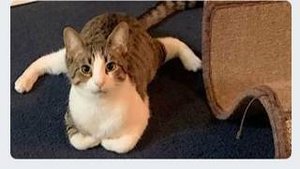 Приколы с котами! С ОЗВУЧКОЙ! - Смешные коты! САМЫЕ СМЕШНЫЕ ЖИВОТНЫЕ! Тест на психику!