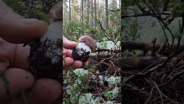 ПРЕКРАСНОЕ УТРО В СОСНОВОМ БОРУ! ТИХАЯ ОХОТА НА БОРОВИКИ 2024