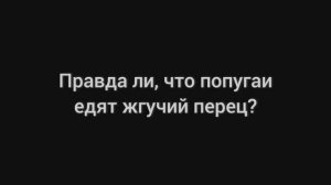 Правда ли, что попугаи едят жгучий перец?