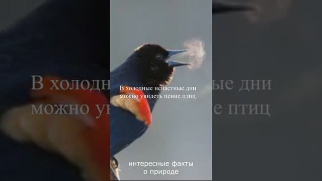 Можно увидеть пение птиц