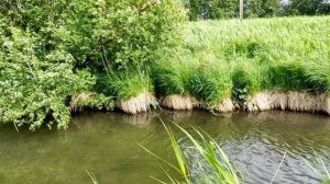 Участок 4,53 га д.Б.Верево