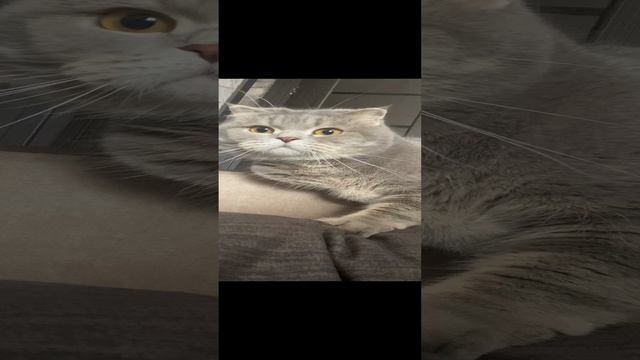 Кот что-то увидел