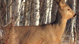 КОСУЛИ И КАБАНЫ на кормушке ЕГЕРЯ В ЛЕСУ