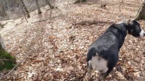 Среднеазиатская овчарка  щенок 4 месяца