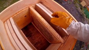 ПЧЕЛОПАКЕТЫ. ПЕРЕСАДКА В УЛЕЙ