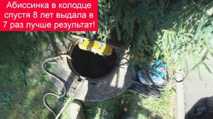 Забурили вторую абиссинку спустя 8 лет и о чудо, поток увеличился в 7 раз!