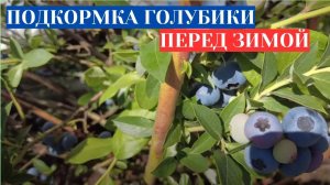 ПОДКОРМКА ГОЛУБИКИ ДЕНИС БЛЮ ОСЕНЬЮ - ДАЮ ПОД КОРЕНЬ, ЧТОБЫ НЕ ЗАМЕРЗЛА