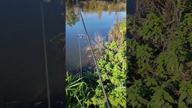 Моя снасть для поверхности БОМБАРДЫ или спирулино