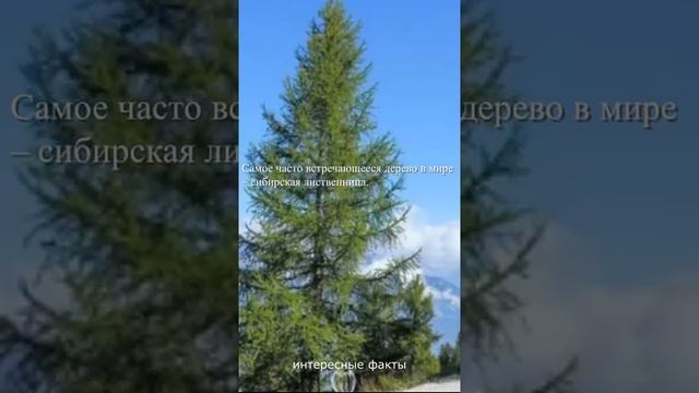 самое часто встречающееся дерево это...