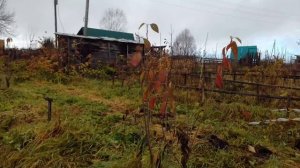 6 ноября 2024 пришёл нарезать черенков