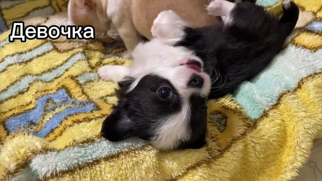 Милота