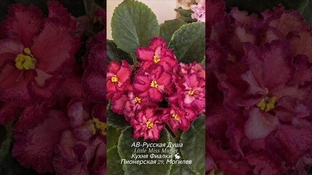 🐇🌸АВ-Русская Душа и Little Miss Muffet характерные представители гигантов и миниатюр в мире фиалок