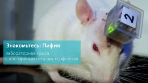 Крыса, мозг которой подключен к ИИ