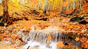 Осенний футаж. Листопад, ручей, ворона.