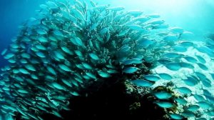 3723496-hd_1920_1080_24fps