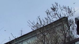 Четвёрка Ту-95МС над Владимиром (24.04.2017)