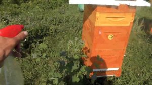 ЛОЖНОЕ РОЕНИЕ на пасеке
