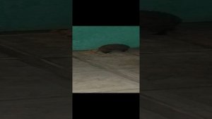 Невероятные приключения ёжика в Воронеже.💫✨🦔