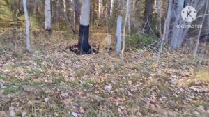 Биотехния в новых охотугодьях