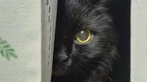 Маленький принц