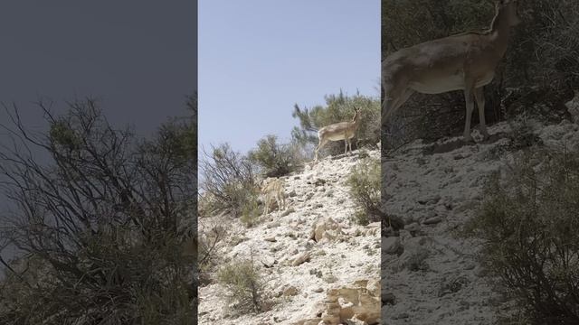 Архары в Бекет-Ата #dreamway #путешествия #travel #отдых #туризм #shortsvideo #shorts #Казахстан