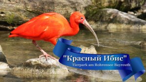 🐦🪿"Красный ибис" 🦜🦩 необычно красивая яркая птица /Scarlet Ibis. Haifa zoo/.