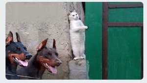 ПРИКОЛЫ С ЖИВОТНЫМИ😺🐶 | СМЕШНЫЕ КОТЫ и СОБАКИ😂