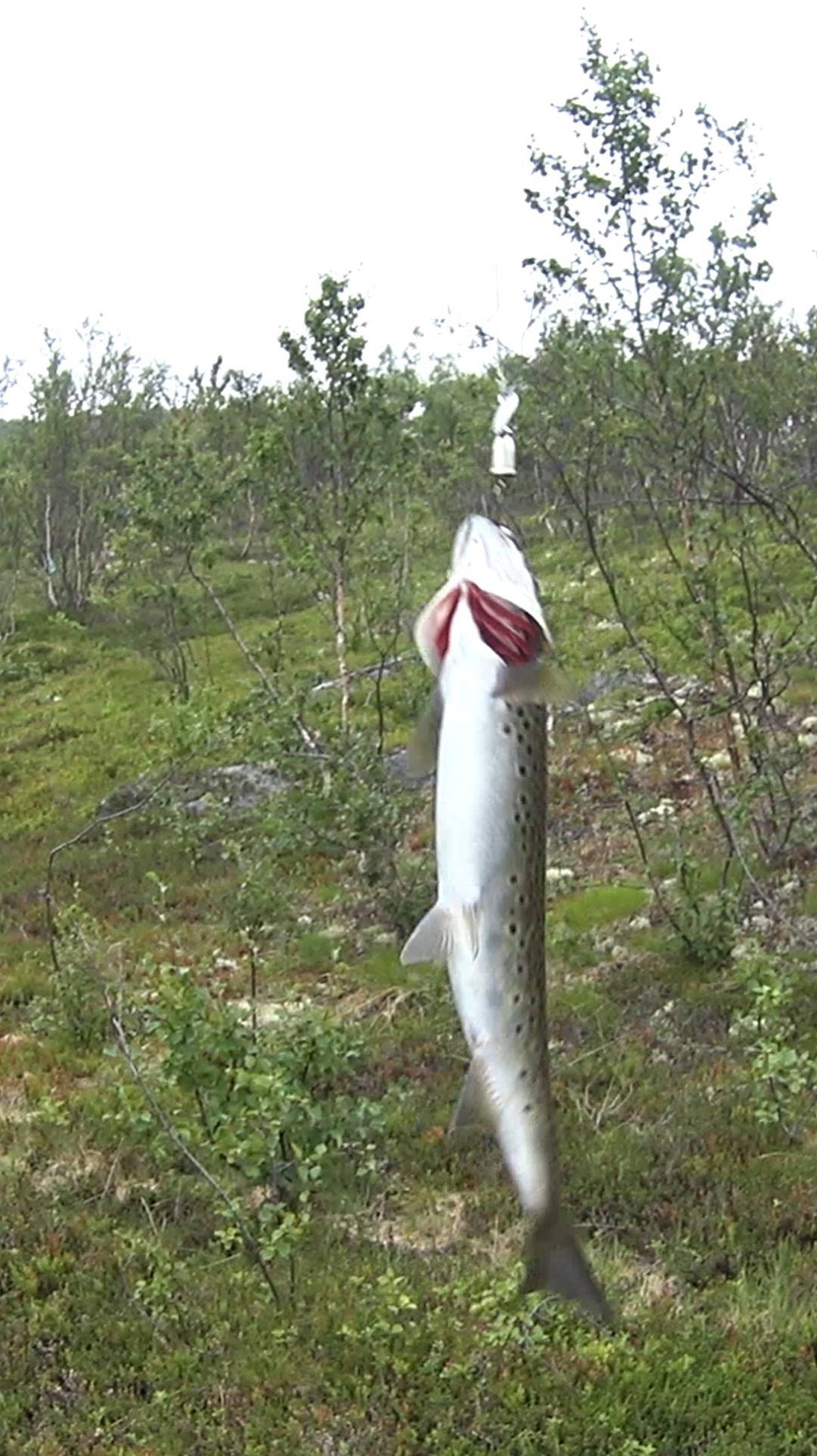 Поклёвка кумжи