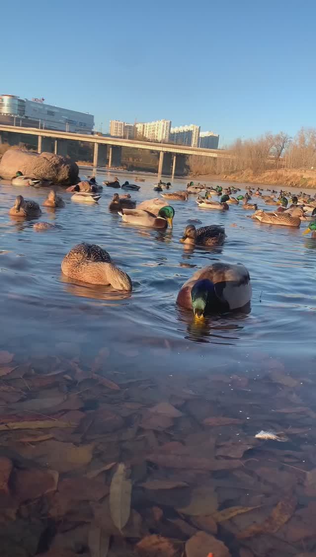 Прогулка по острову Татышев