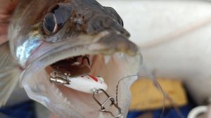 Мешок рыбы на тейл спиннер )) нАш