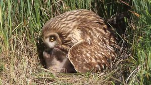 Гнездо болотной совы с птенцами. Фотоохота