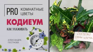 Кодиеум - комнатное растение для настроения. Яркий и эффектный. Секреты ухода за растением.