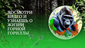 Горные гориллы, о жизни вымирающих животных.