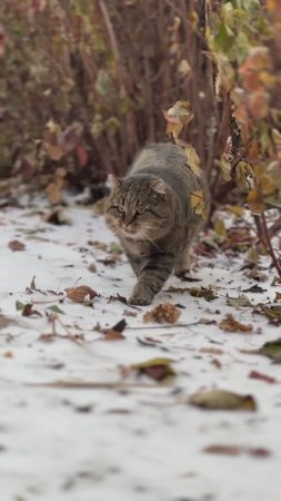 🍂 Осенний Барсик