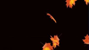 Осенний футаж. Падающие листья