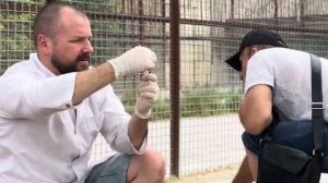 Доктор Василий берет кровь у львички -реснички, а папа держит Асаду.