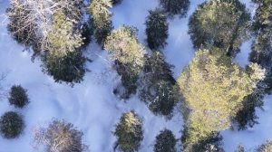 Лоси в дикой природе (4К) съёмка с коптера.