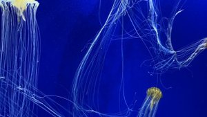 5570746-hd_1920_1080_30fps