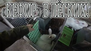 ДОХНУТ КРОЛИКИ ОСЕНЬЮ